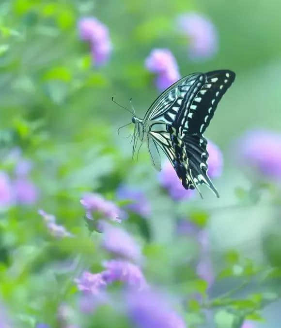 花径不曾缘客扫，蓬门今始为君开