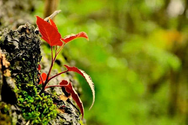 九首《客至》诗：花径不曾缘客扫，蓬门今始为君开