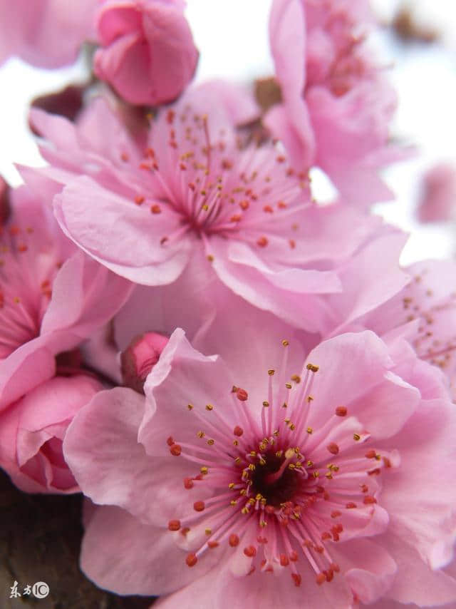 细雨鱼儿出，微风燕子斜 微雨绒花开，清风我自来