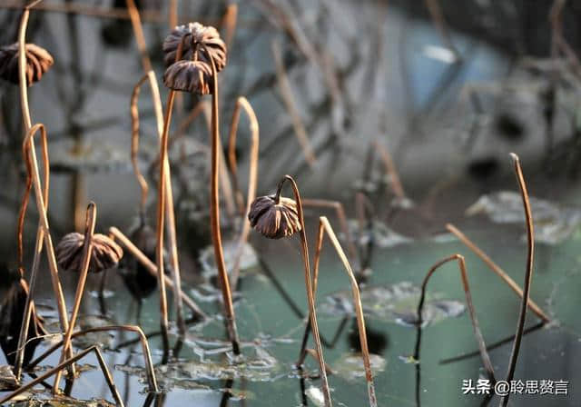 读一首诗李商隐《宿骆氏亭寄怀崔雍崔衮》，我心忧矣，枯荷听雨