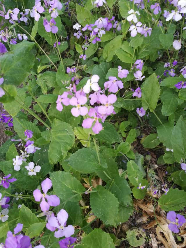 白银栽培花卉一诸葛菜