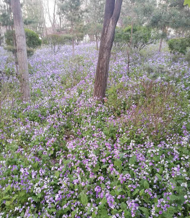 白银栽培花卉一诸葛菜