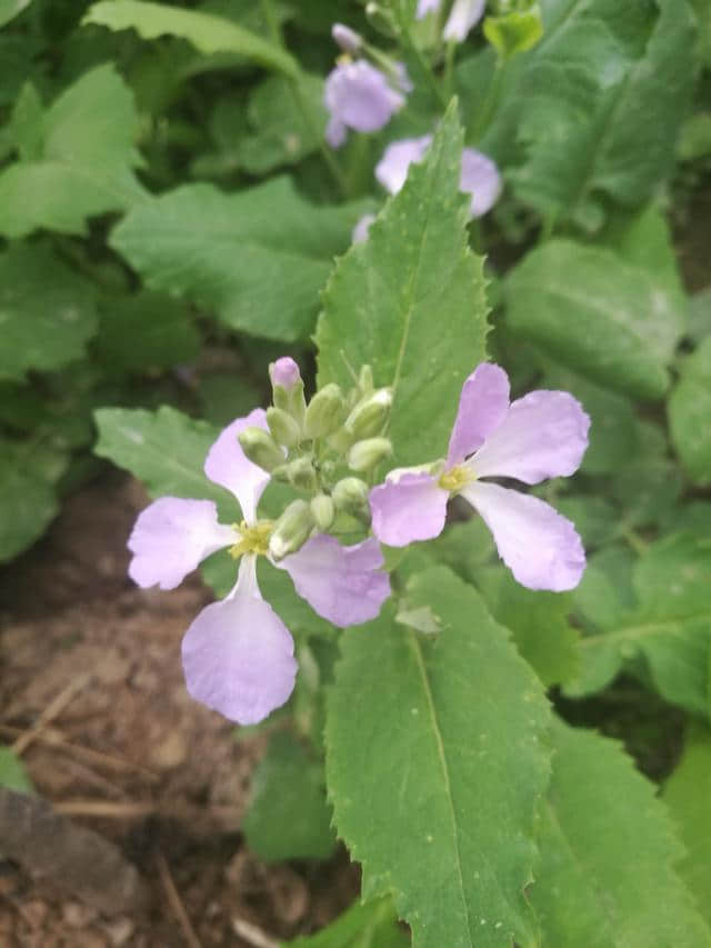 白银栽培花卉一诸葛菜