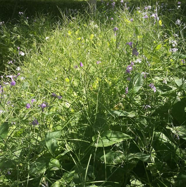 白银栽培花卉一诸葛菜