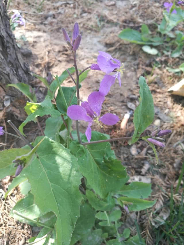 白银栽培花卉一诸葛菜