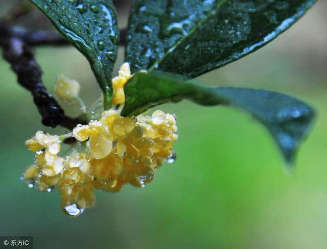 秋季，六首诗词，以诗心听雨