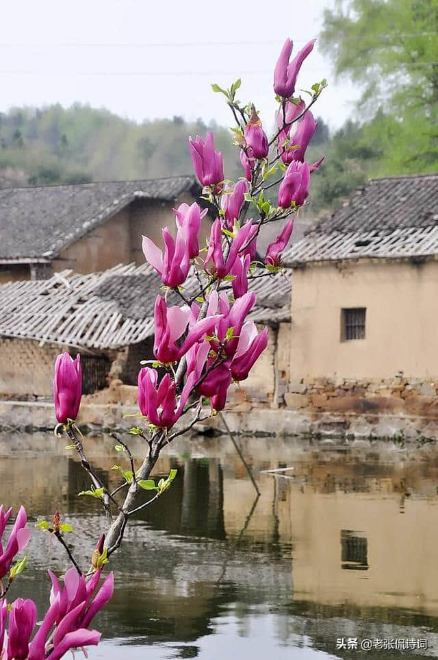 客人要来，高兴的杜甫写出“花径不曾缘客扫，蓬门今始为君开”