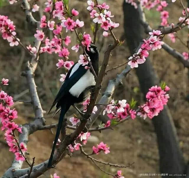 古风‖《白居易诗词》十首〔第十八辑〕