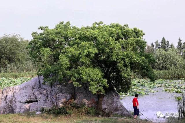 又见梅子黄时雨