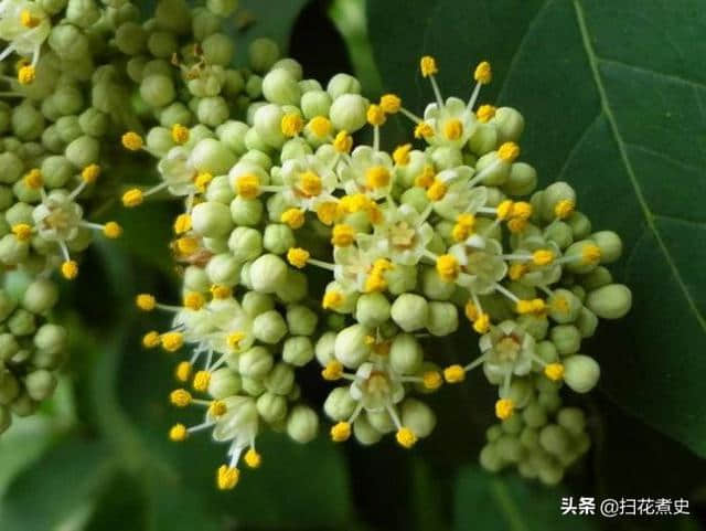 “遍插茱萸少一人”的“茱萸”到底是什么植物？