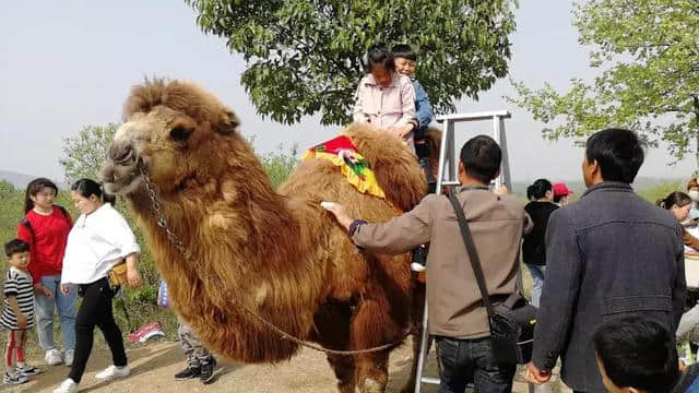 震撼！泌阳三月三 盘古山，祭祖大典盛况出炉！人山人海…