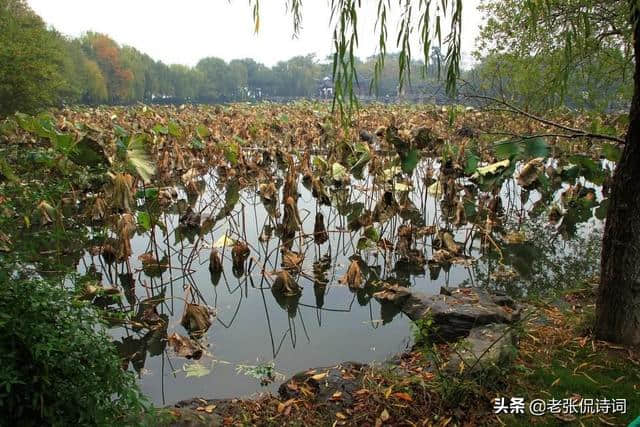 李商隐最唯美的荷叶唐诗，最后七个字点睛之笔，富有诗意流传很广