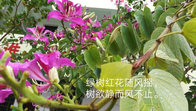 落红本是无情物，化作春泥更护花