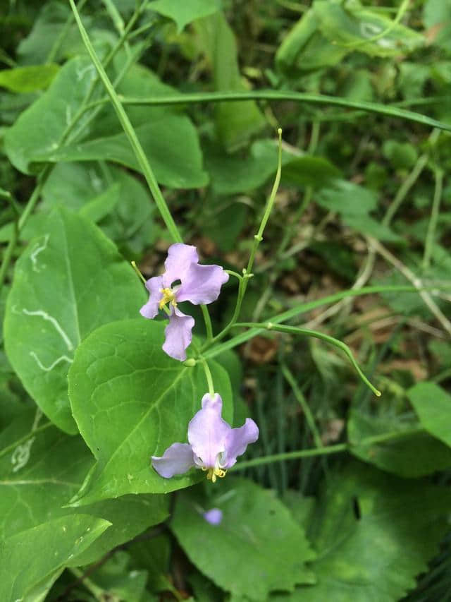 这是北方常见野菜，适应强、耐寒性强，四季常绿，可观赏可食用