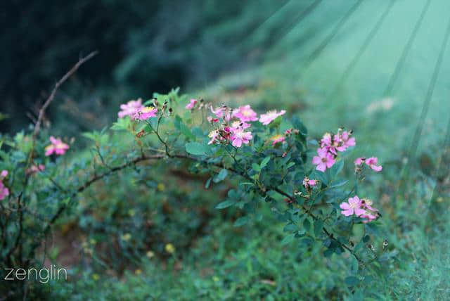 你带上我，我带上相机：盘古山原始森林游