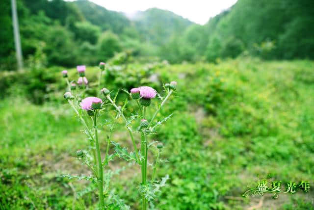 你带上我，我带上相机：盘古山原始森林游