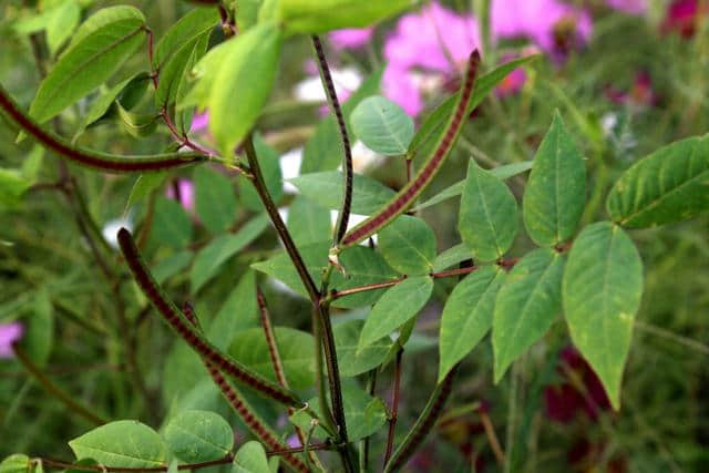 植物图鉴：望江南