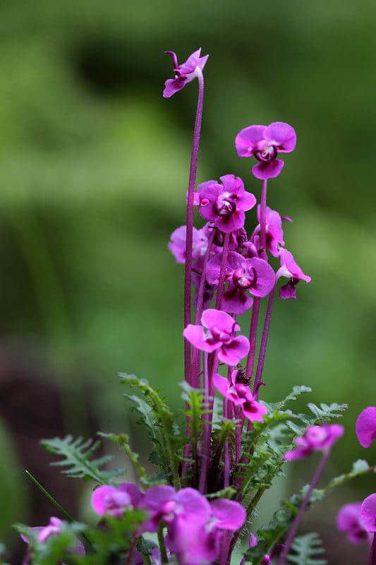 50种花纷繁斗艳，魅力无限，赏心悦目，你能叫出几个花的名字？