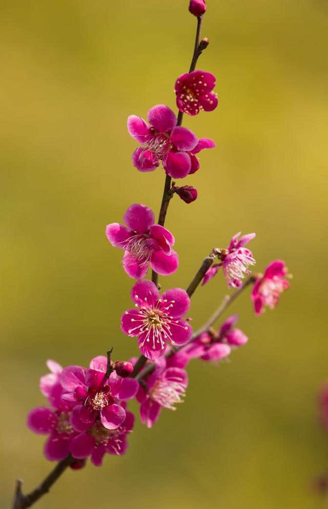 50种花纷繁斗艳，魅力无限，赏心悦目，你能叫出几个花的名字？