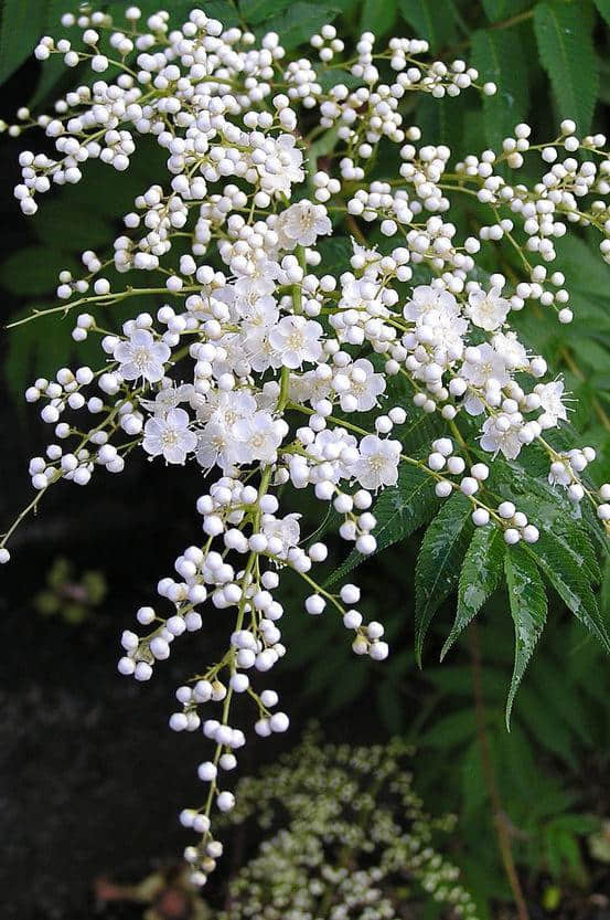 50种花纷繁斗艳，魅力无限，赏心悦目，你能叫出几个花的名字？