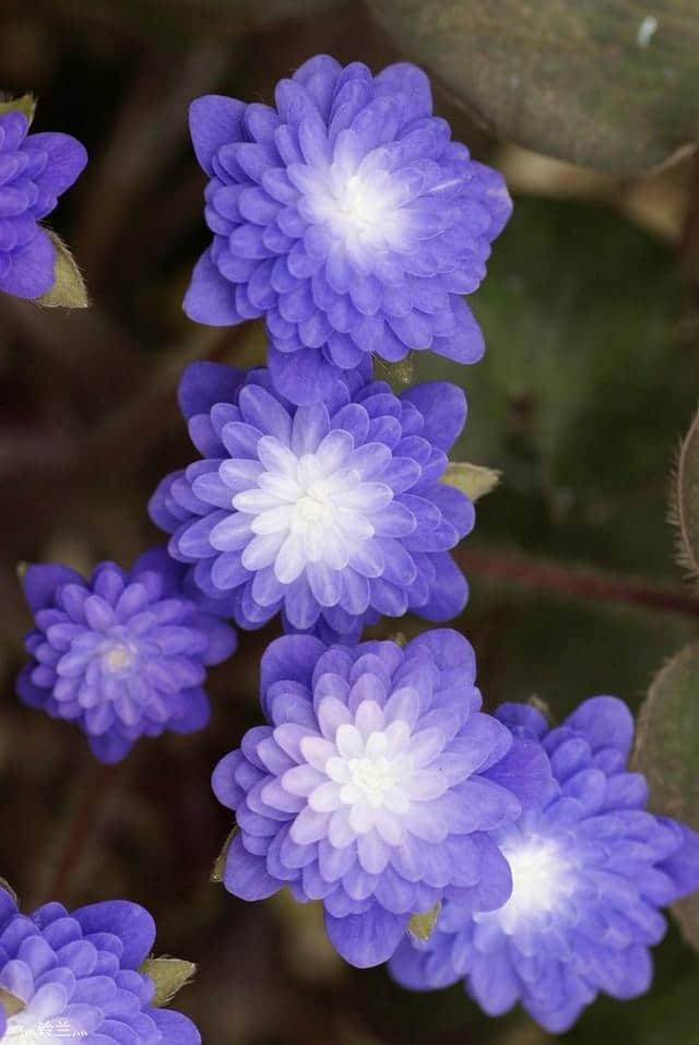 50种花纷繁斗艳，魅力无限，赏心悦目，你能叫出几个花的名字？