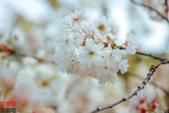 花开花落都是爱