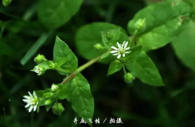 有些花的名字，比我们想象的还要美，涨姿势！