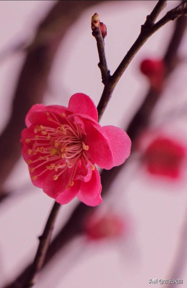 上联:花开自有花落日