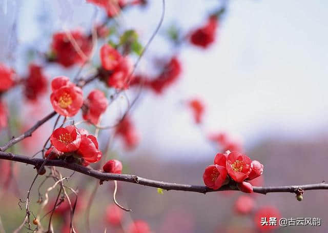 上联:花开自有花落日