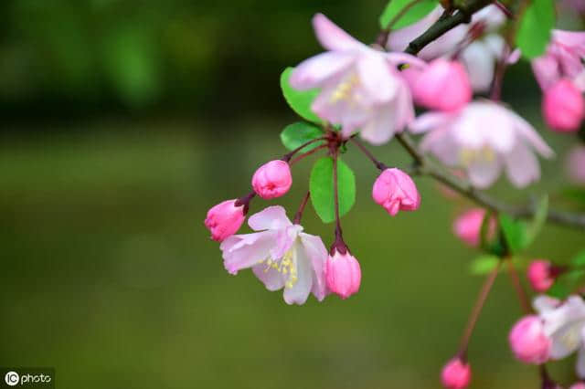 有花堪折直须折，莫待花落空折枝