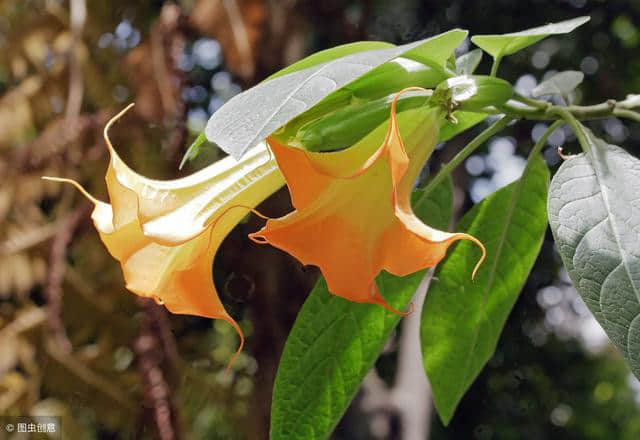 有花堪折直须折，莫待花落空折枝