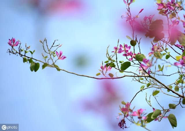 有花堪折直须折，莫待花落空折枝