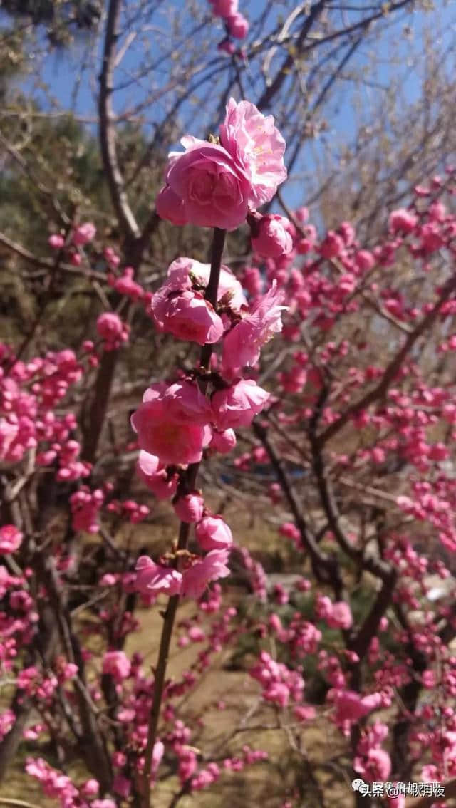 车库门前花千树