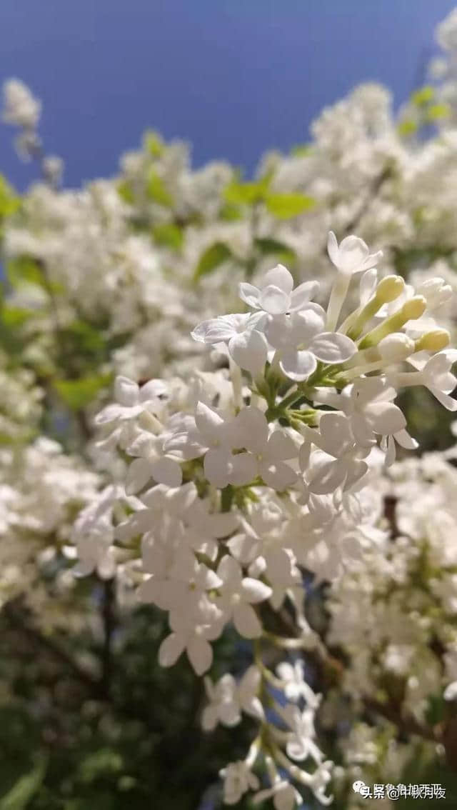 车库门前花千树