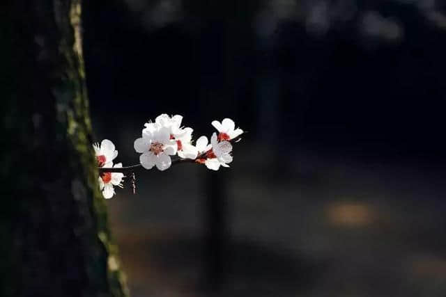 18首最美的落花诗：一朝春尽红颜老，花落人亡两不知