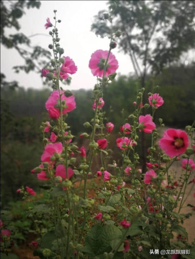 清晨花盛开