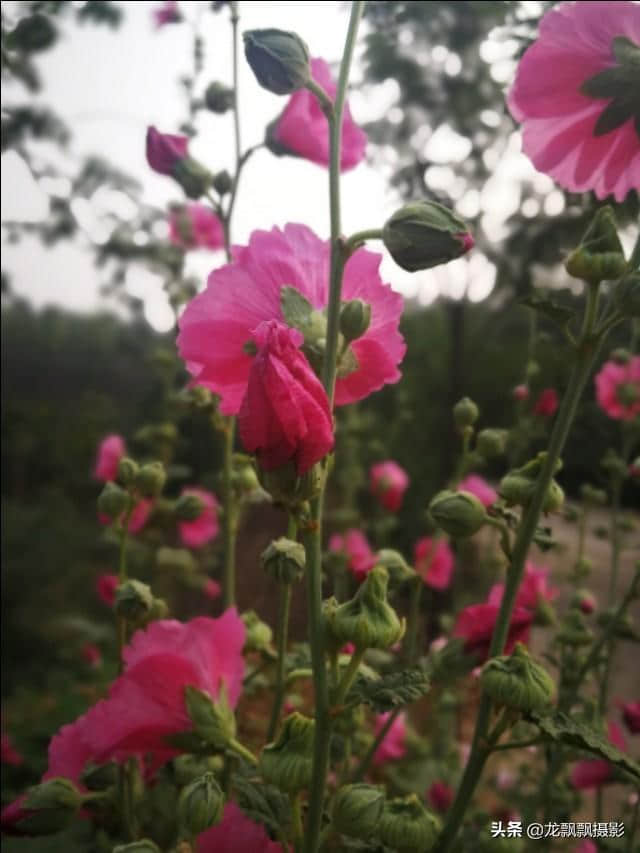 清晨花盛开