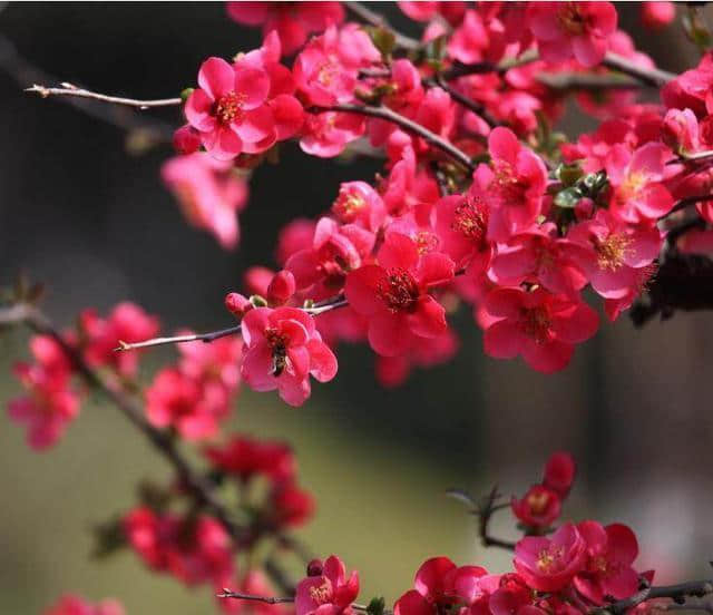 四十种庭院花卉的名称一年四季都开花