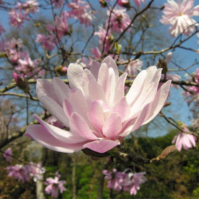 四十种庭院花卉的名称一年四季都开花