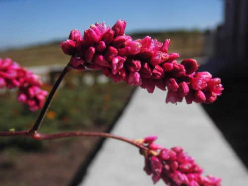 这些小众花你都见过吗？名字好听花好看，就是不知道名！