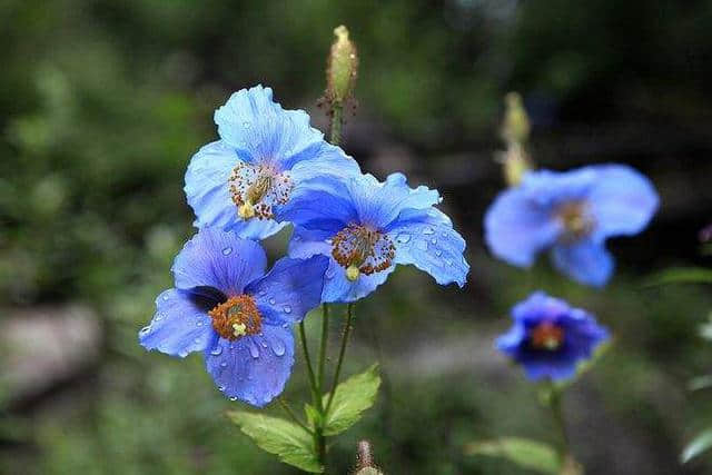 这些小众花你都见过吗？名字好听花好看，就是不知道名！