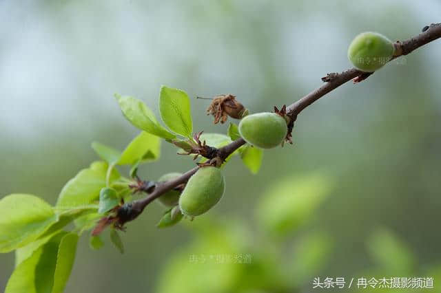 花褪残红青杏小，小小果实也成宝