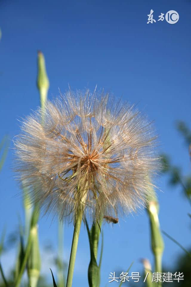 花朵是爱的祝福