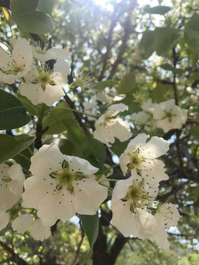 直觉告诉我这首诗挺美！《花影》（苏轼）