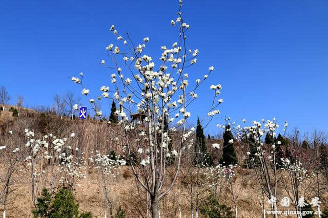 秦安凤山景区暖风熏得游人醉