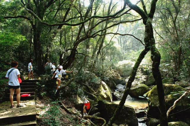 顺昌华阳山首届彩色旅游嘉年华盛大开幕！门票送不停