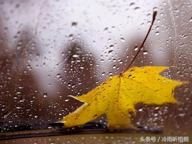 一夜风雨声，往事知多少