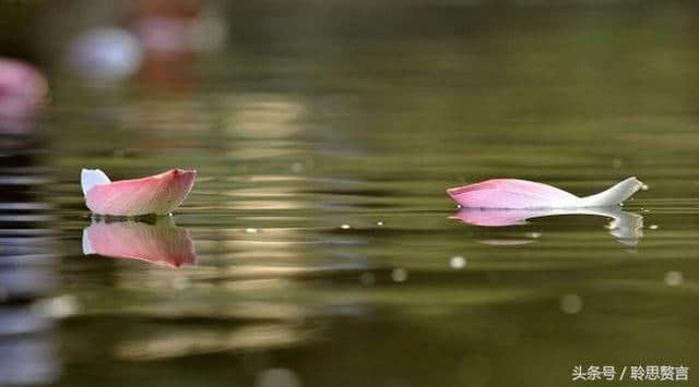 读唐诗《金缕衣》花开堪折直须折，莫待无花空折枝