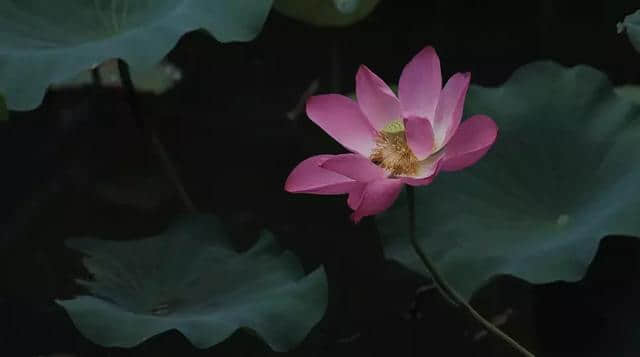 清凉避暑哪里去？望丛祠看景赏荷好安逸