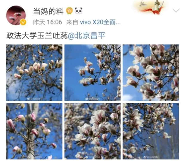 花开了！最美的北京城来啦！哪里去赏花，花开成啥样了？